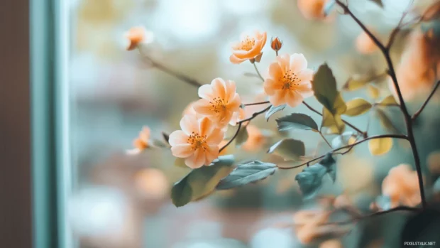 Soft blurred Desktop Lock screen Wallpapers for a smooth and elegant appearance, desktop lock screen wallpapers aesthetic.