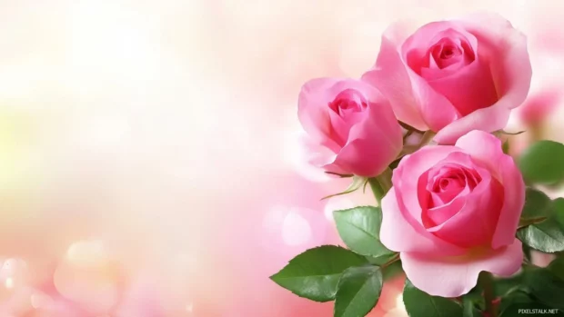 Soft focus pink roses with a dreamy and elegant background.