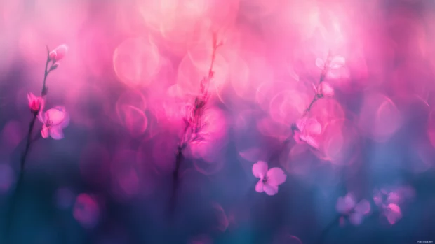 Soft focus view of blooming cherry blossoms in spring, their petals forming a vibrant pink canopy against the sky.