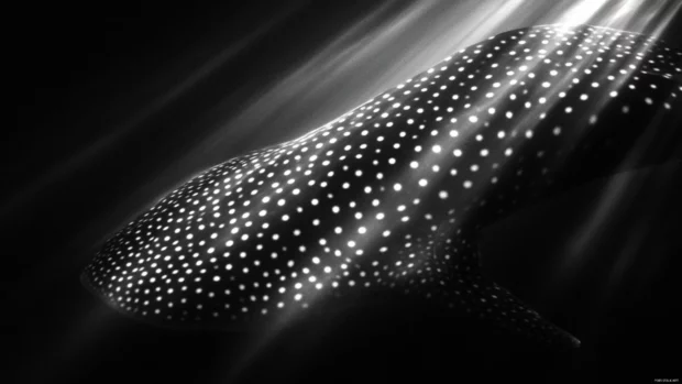 Soft light catching the spots on whale sharks back.