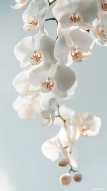 Soft orchid arrangements floating across a minimalist pale background.