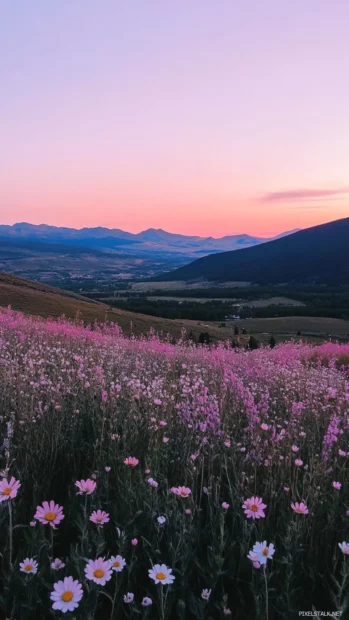 Soft pink glow over Pretty Flower valley at dusk.