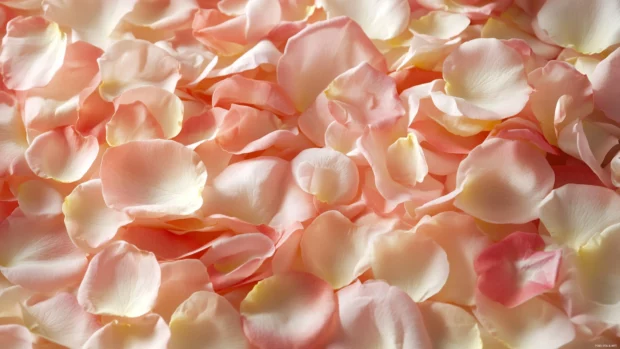 Soft pink roses background, Soft light illuminating delicate Pretty Roses petals.