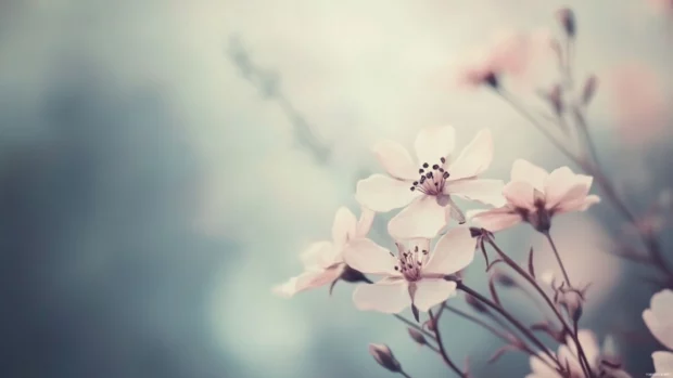 Soft shadows, dreamy tones, grunge aesthetic background for desktop as the theme.