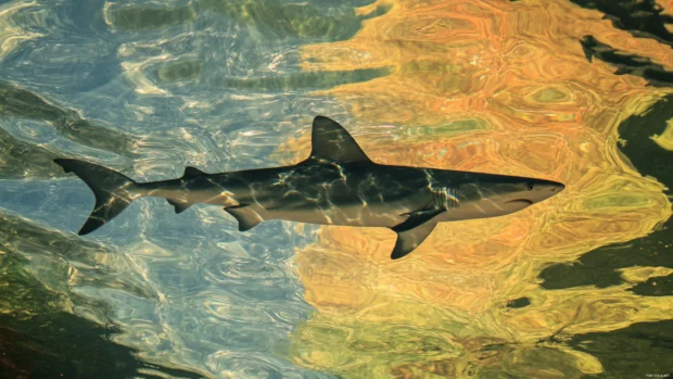 Solitary shark beneath translucent surface reflection.
