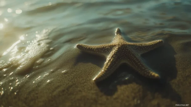 Starfish in shallow water, partially submerged in the sand with gentle waves washing over it, casting soft shadows and reflections on the wet sand.