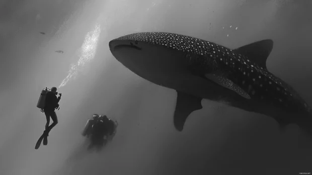 Still image of whale shark and diver side by side.