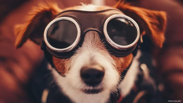 Street dog wearing aviator goggles.