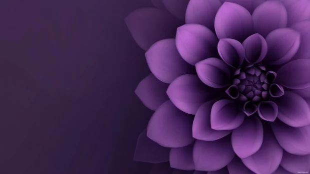 Stylized dahlia flower in violet shades with minimal background, purple flower wallpaper for work PC.