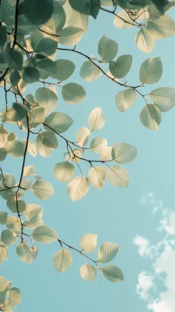 Summer wallpapers filled with light green leaves against a blue sky.