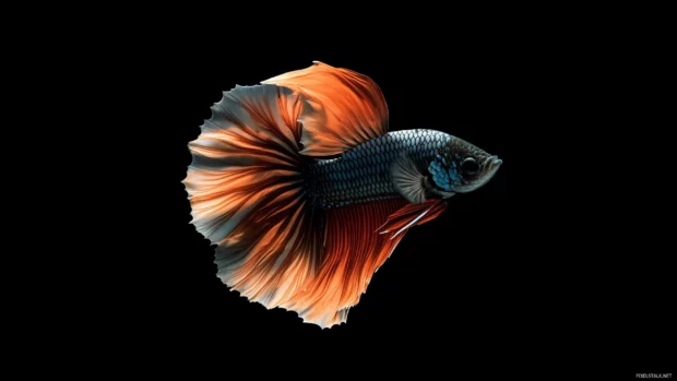 Surrounded by soft, filtered light in a minimalist aquatic setup, a colorful betta fish with translucent fins swims gracefully.