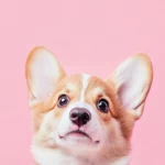 This charming corgi pup with pink cheeks is a must have for cute animal aesthetic wallpaper seekers.