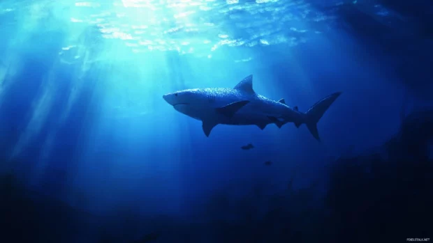 Tiger shark swimming across deep blue with light filtering through.