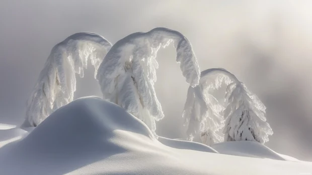 Trees bent from the weight of fresh snow.