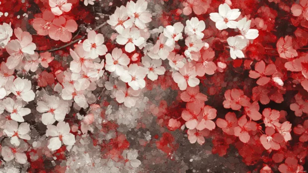 Ultra detailed Cherry blossoms with gentle tones and depth, High resolution flower wallpaper.