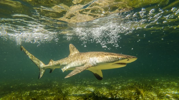 Underwater view of shark with trailing bubbles.
