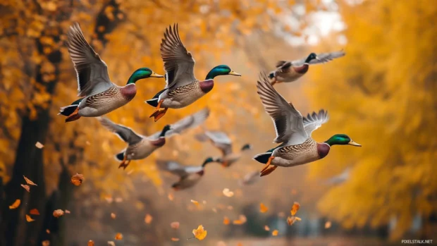 Vibrant Duck wallpaper 4K with multiple ducks flapping their wings in mid flight over autumn trees.