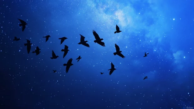 Wandering flocks under blue star skies.