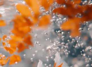 Whimsical scene, vibrant orange white goldfish, gracefully swimming, clear water, bubbles subtle reflections.
