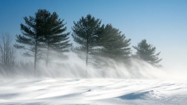 Wind blowing snow off pine trees.
