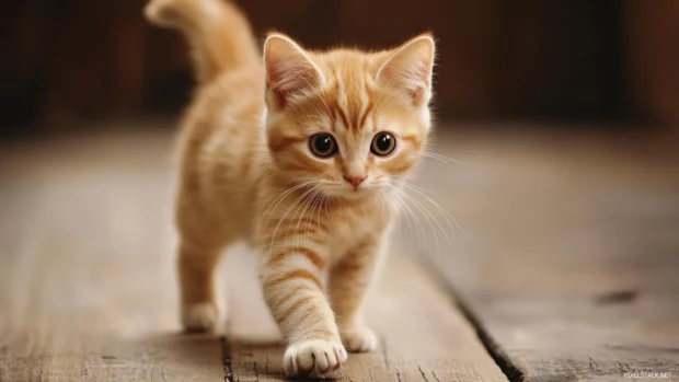 Zoomed in cat paws stepping on a wooden floor, simple yet adorable Cat PC Wallpapers.