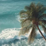 4K cinematic view of a tall palm tree swaying gently beside crystal clear ocean waves.