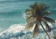 4K cinematic view of a tall palm tree swaying gently beside crystal clear ocean waves.