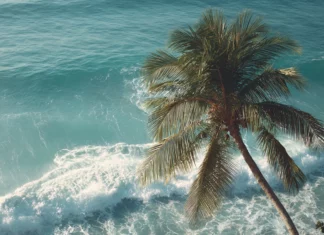 4K cinematic view of a tall palm tree swaying gently beside crystal clear ocean waves.
