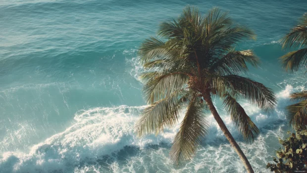 4K cinematic view of a tall palm tree swaying gently beside crystal clear ocean waves.