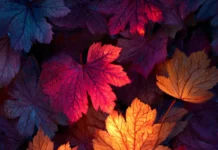 4K fall vibes wallpaper showing high resolution tapestry of glowing autumn leaves.