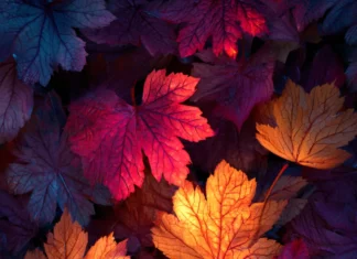 4K fall vibes wallpaper showing high resolution tapestry of glowing autumn leaves.