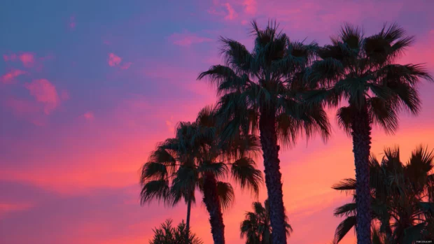 4K view of palm tree silhouettes against a vivid pink and orange sunset sky.