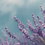 A calm desktop wallpaper featuring lavender blooms swaying in the summer breeze.
