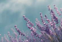 A calm desktop wallpaper featuring lavender blooms swaying in the summer breeze.