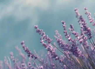 A calm desktop wallpaper featuring lavender blooms swaying in the summer breeze.