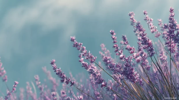 A calm desktop wallpaper featuring lavender blooms swaying in the summer breeze.