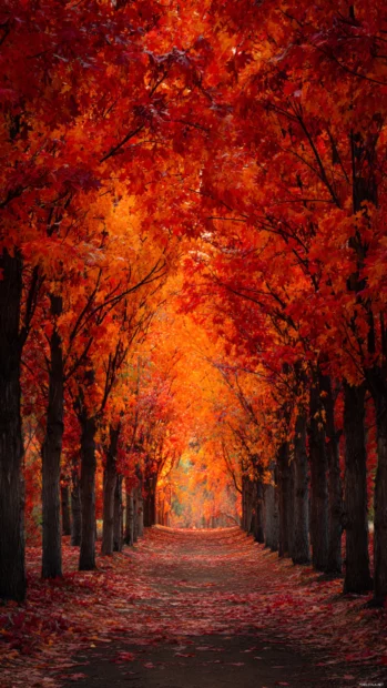 A canopy of Fall leaves overhead, creating a vivid tunnel of fiery reds and glowing golds.