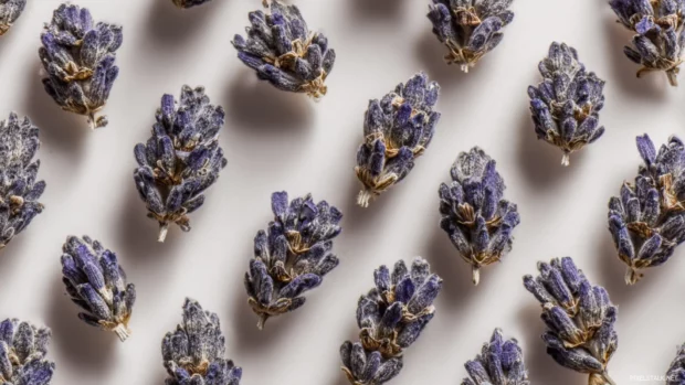 A close up of lavender buds arranged in an elegant pattern on a pale background.