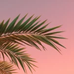 A close up of palm tree leaves against a smooth pink gradient sky, creating a minimal and calm scene.