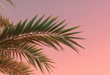 A close up of palm tree leaves against a smooth pink gradient sky, creating a minimal and calm scene.
