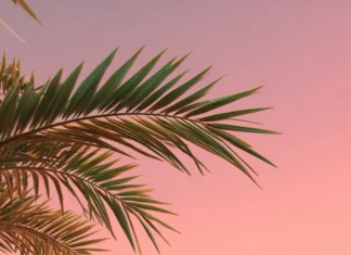 A close up of palm tree leaves against a smooth pink gradient sky, creating a minimal and calm scene.