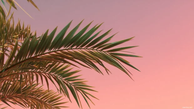 A close up of palm tree leaves against a smooth pink gradient sky, creating a minimal and calm scene.