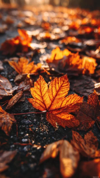 A close up of vibrant fall leaves on the ground, creating a warm and inviting iPhone background for autumn lovers.