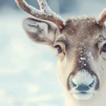 A close up portrait of a reindeer with detailed antlers and winter fur.