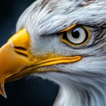 A close up portrait of an eagle with sharp eyes and textured feathers.