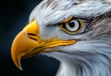 A close up portrait of an eagle with sharp eyes and textured feathers.