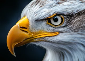 A close up portrait of an eagle with sharp eyes and textured feathers.