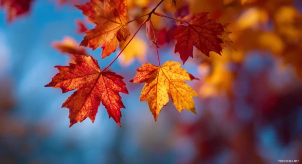 A close up view of bright fall leaves in deep reds, oranges, and yellows against a clear sky.