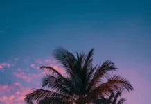 A cluster of aesthetic palm trees glowing under the last light of a peaceful tropical sunset.