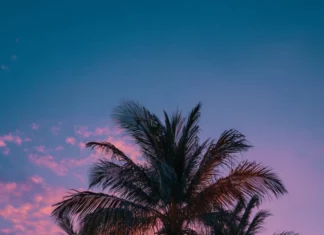 A cluster of aesthetic palm trees glowing under the last light of a peaceful tropical sunset.